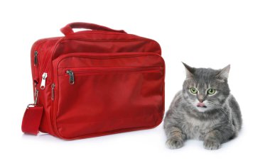 İlk yardım çantası ve beyaz arka plan üzerinde şirin kedi. Hayvan bakımı