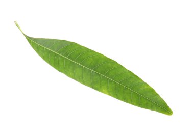 Beyaz arkaplanda taze yeşil mango yaprağı