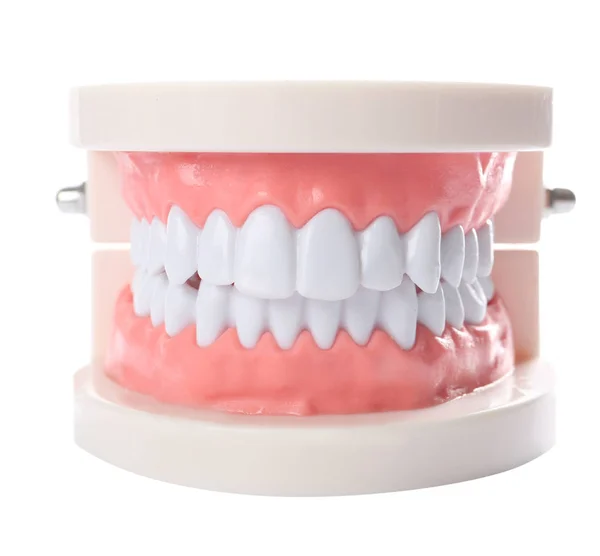 Educational Model Oral Cavity Teeth White Background — Stock Photo, Image