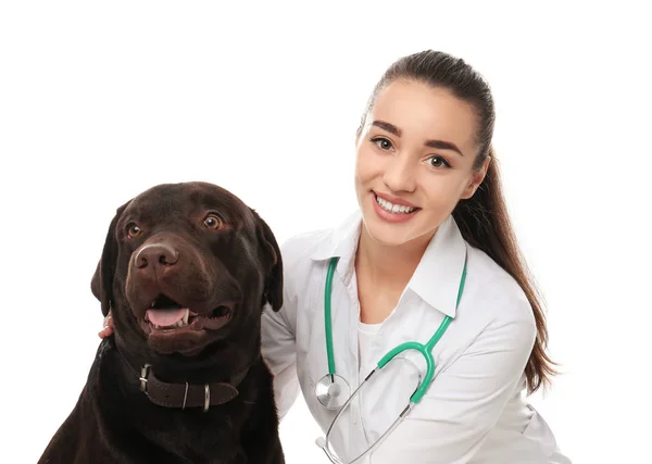 Doctorat Vétérinaire Avec Chien Sur Fond Blanc — Photo