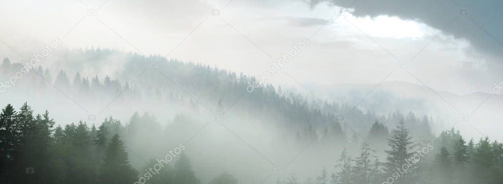 Picturesque mountain landscape with fir forest in fog 