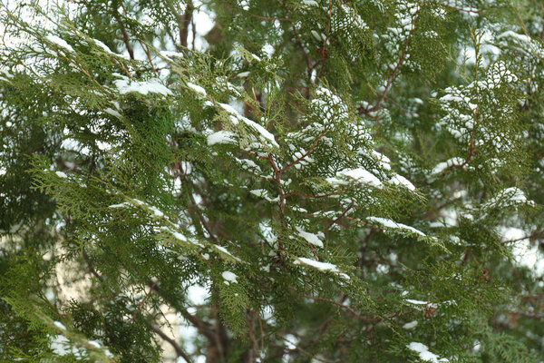 Ветки Thuja покрыты свежим снегом на открытом воздухе
