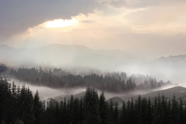 霧のモミ林の美しい山の風景 — ストック写真