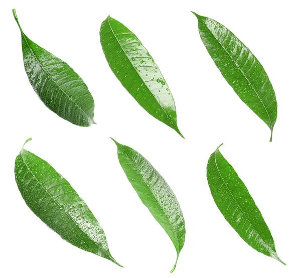 Composition of fresh mango leaves with water drops on white background, top view