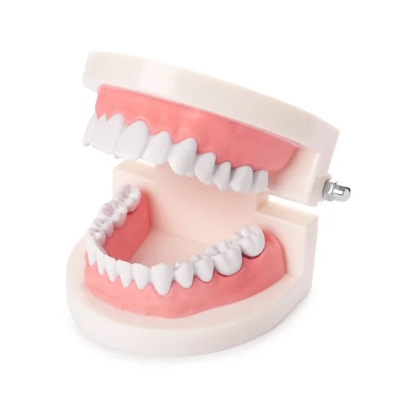 Educational Model Oral Cavity Teeth White Background — Stock Photo, Image