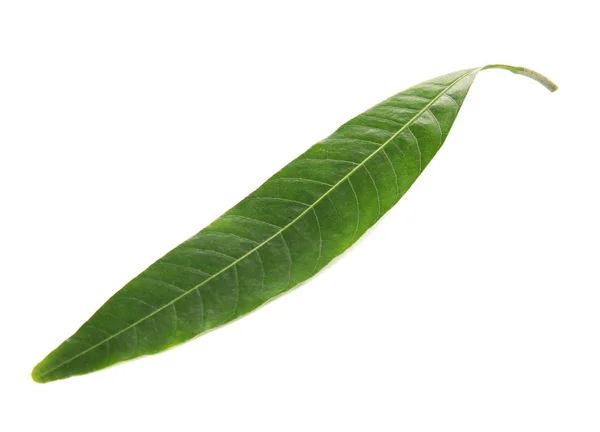 Fresh Green Mango Leaf White Background — Stock Photo, Image