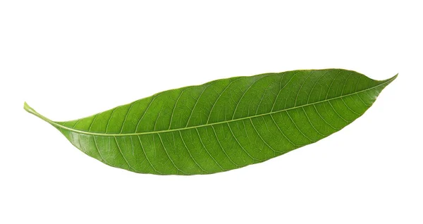 Fresh Green Mango Leaf White Background — Stock Photo, Image