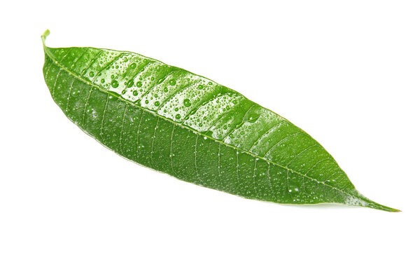 Green mango leaf with water drops on white background