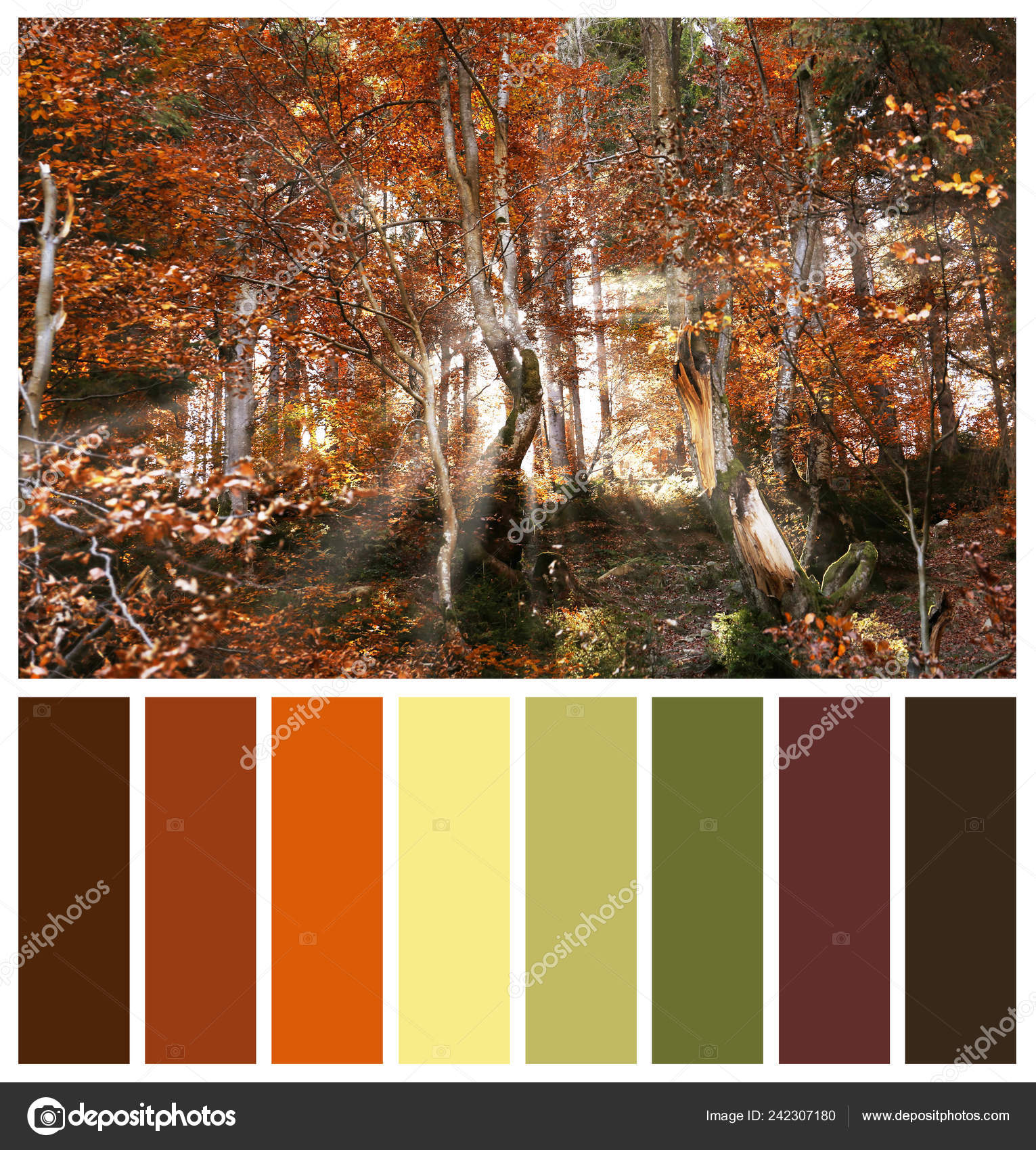 Beautiful Landscape Autumn Forest Color Palette Stock Photo Image By C Newafrica