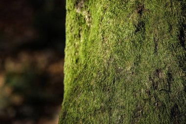 Yeşil ağaç gövde yüzeyinde, closeup moss. Metin için yer