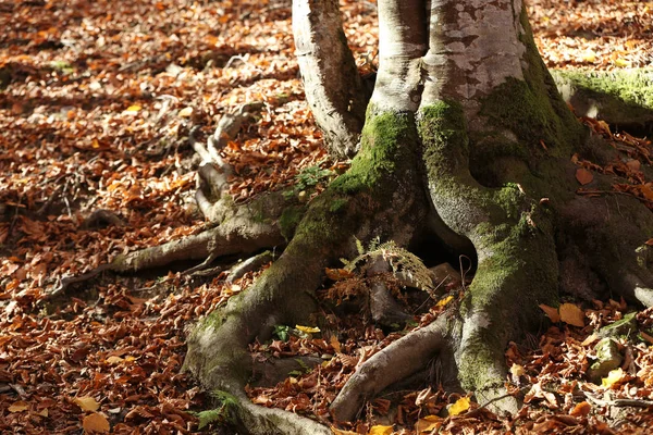 Baumwurzeln Mit Grünem Moos Und Herbstblättern Boden Wald — Stockfoto