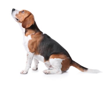 Beyaz arka plan üzerinde güzel beagle köpek. Sevimli evcil hayvan