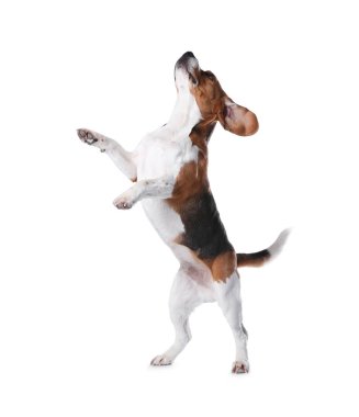 Beyaz arka plan üzerinde güzel beagle köpek. Sevimli evcil hayvan