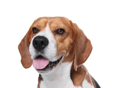 Beyaz arka plan üzerinde güzel beagle köpek. Sevimli evcil hayvan