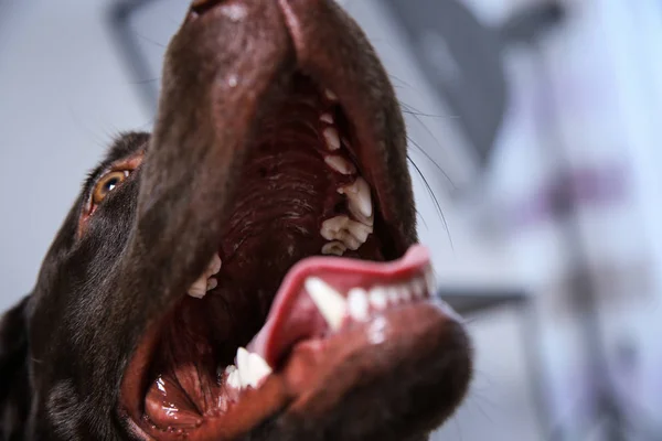 チョコレート ラブラドル レトリーバー犬 屋内でその歯を見せてクローズ アップ — ストック写真