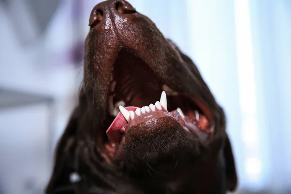 チョコレート ラブラドル レトリーバー犬 屋内でその歯を見せてクローズ アップ — ストック写真