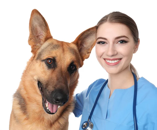 Médico Veterinário Com Cão Clínica Animal — Fotografia de Stock