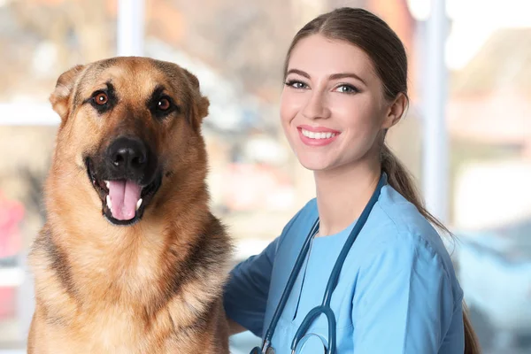 Veterinär Doc Med Hund Djur Klinik — Stockfoto