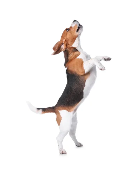 Beyaz Arka Plan Üzerinde Güzel Beagle Köpek Sevimli Evcil Hayvan — Stok fotoğraf
