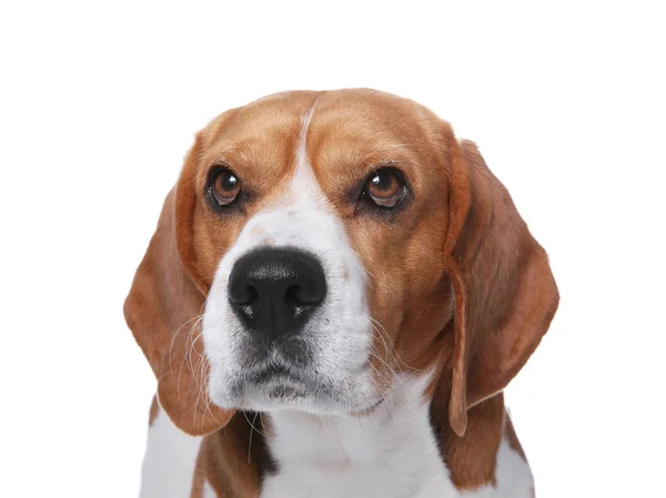 Beautiful Beagle Dog White Background Adorable Pet — Stock Photo, Image