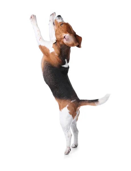 Bellissimo Cane Beagle Sfondo Bianco Adorabile Animale Domestico — Foto Stock