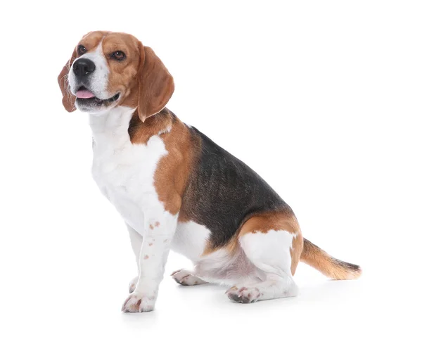 Hermoso Perro Beagle Sobre Fondo Blanco Adorable Mascota — Foto de Stock