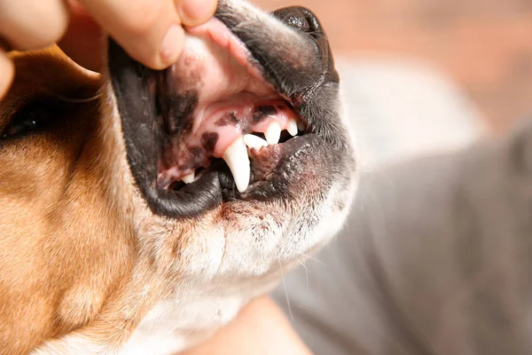 Man checking dog\'s teeth, closeup. Pet care