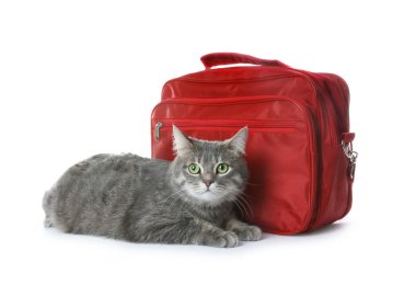 İlk yardım çantası ve beyaz arka plan üzerinde şirin kedi. Hayvan bakımı