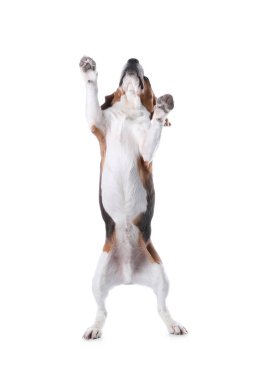 Beyaz arka plan üzerinde güzel beagle köpek. Sevimli evcil hayvan