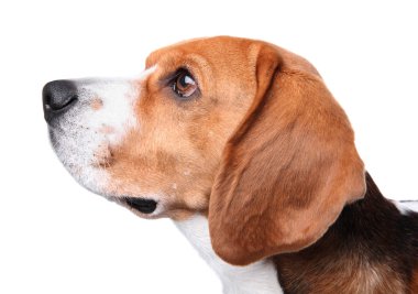 Beyaz arka plan üzerinde güzel beagle köpek. Sevimli evcil hayvan