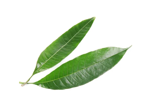 Свежие Зеленые Листья Манго Белом Фоне — стоковое фото