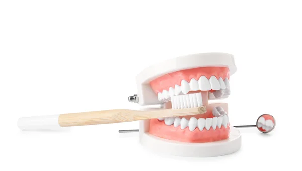 Educational Model Oral Cavity Teeth Brush Mouth Mirror White Background — Stock Photo, Image