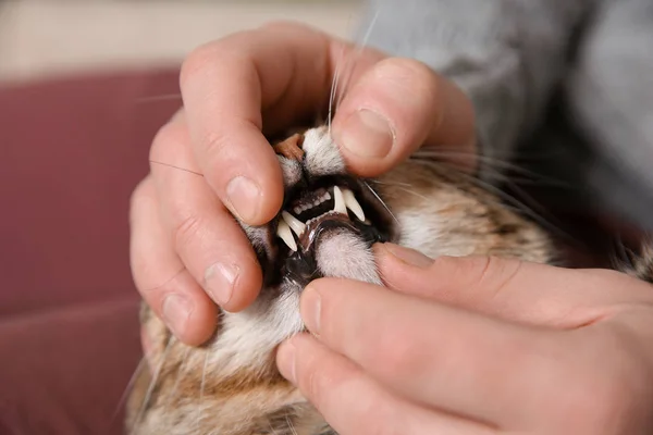 Человек Проверяет Кошачьи Зубы Помещении Крупным Планом Уход Животными — стоковое фото