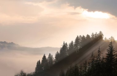 Dağ manzarası ile çam ormanı siste 