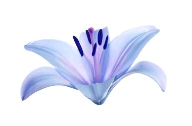 Beyaz arka plan üzerinde güzel mavi lily çiçek