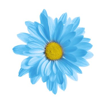 Güzel mavi kasımpatı çiçeği beyaz arka planda, üstten görünüm