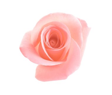 Güzel pembe gül çiçek beyaz arka planda, üstten görünüm