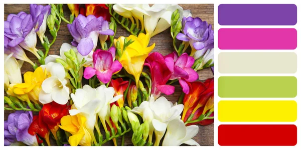 Beautiful Freesia Flowers Wooden Background Color Palette — Stock Photo, Image