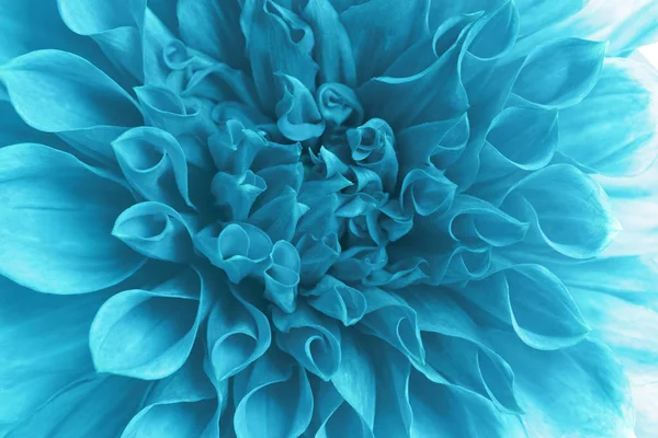 Close Beeld Van Prachtige Blauwe Dahlia Bloem — Stockfoto