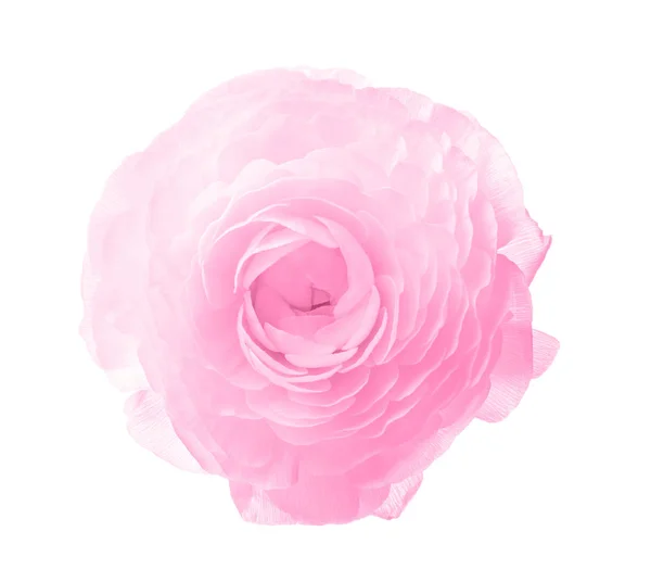 Vacker Rosa Ranunculus Blomma Vit Bakgrund Ovanifrån — Stockfoto