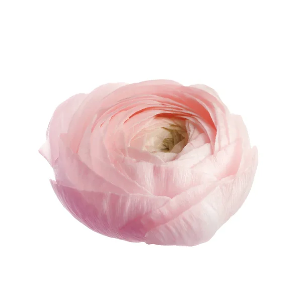 Vacker Rosa Ranunculus Blomma Vit Bakgrund — Stockfoto