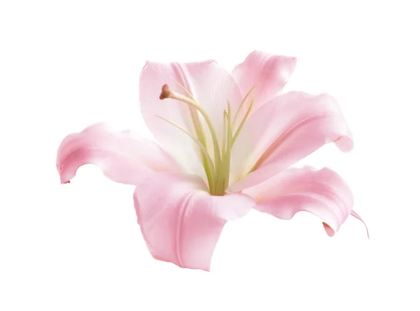 Frumoasa Floare Crin Roz Fundal Alb — Fotografie, imagine de stoc