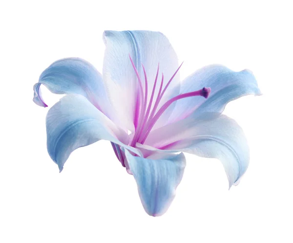 Hermosa Flor Lirio Azul Sobre Fondo Blanco — Foto de Stock