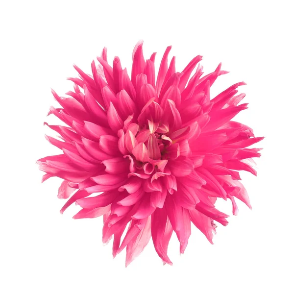 Blooming Beautiful Pink Flower White Background — Stock Photo, Image