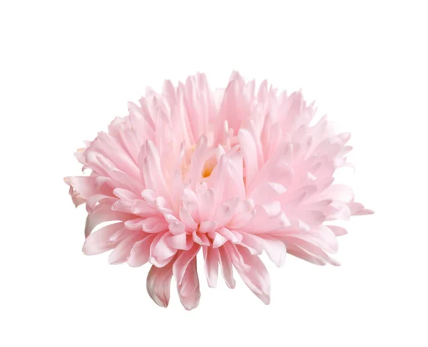 Beautiful Pink Aster Flower White Background — Stock Photo, Image