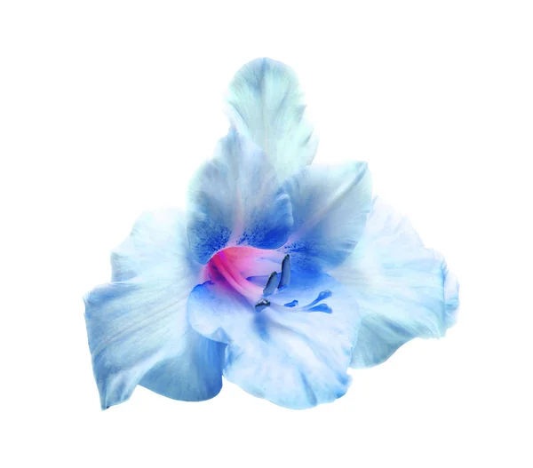 Vackra Blå Gladiolus Blomma Vit Bakgrund — Stockfoto