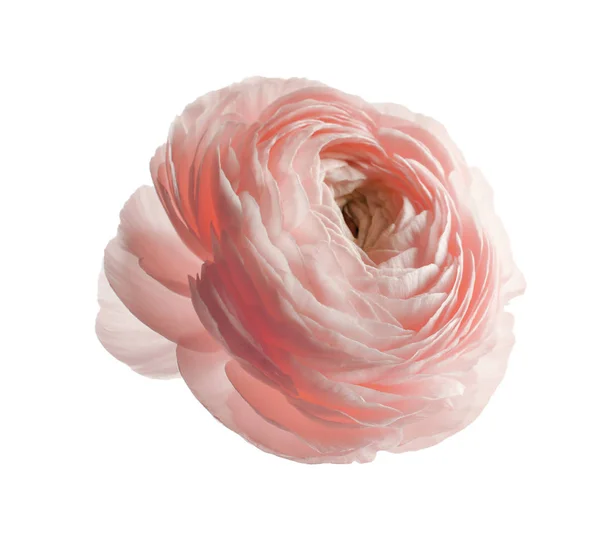 Красива Рожева Квітка Рунункули Білому Тлі — стокове фото