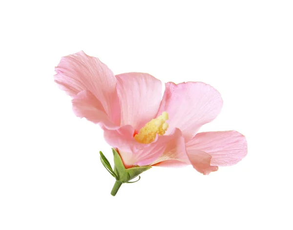 Vackra Tropiska Rosa Hibiskus Blomma Vit Bakgrund — Stockfoto
