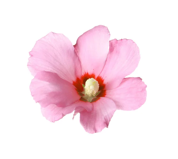 Vackra Tropiska Rosa Hibiskus Blomma Vit Bakgrund — Stockfoto