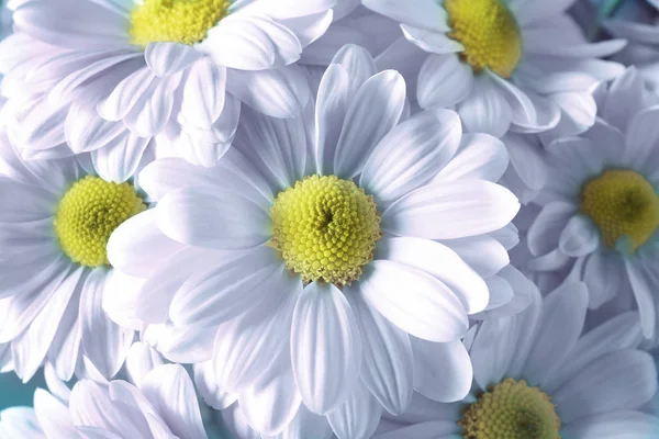 Composición Hermosas Flores Manzanilla Como Fondo Primer Plano — Foto de Stock